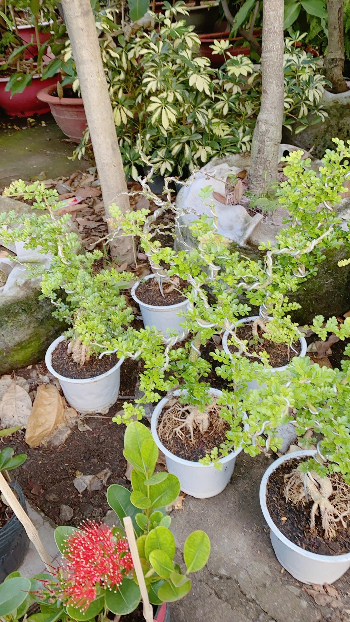 Cây Cần Thăng Bonsai Trung