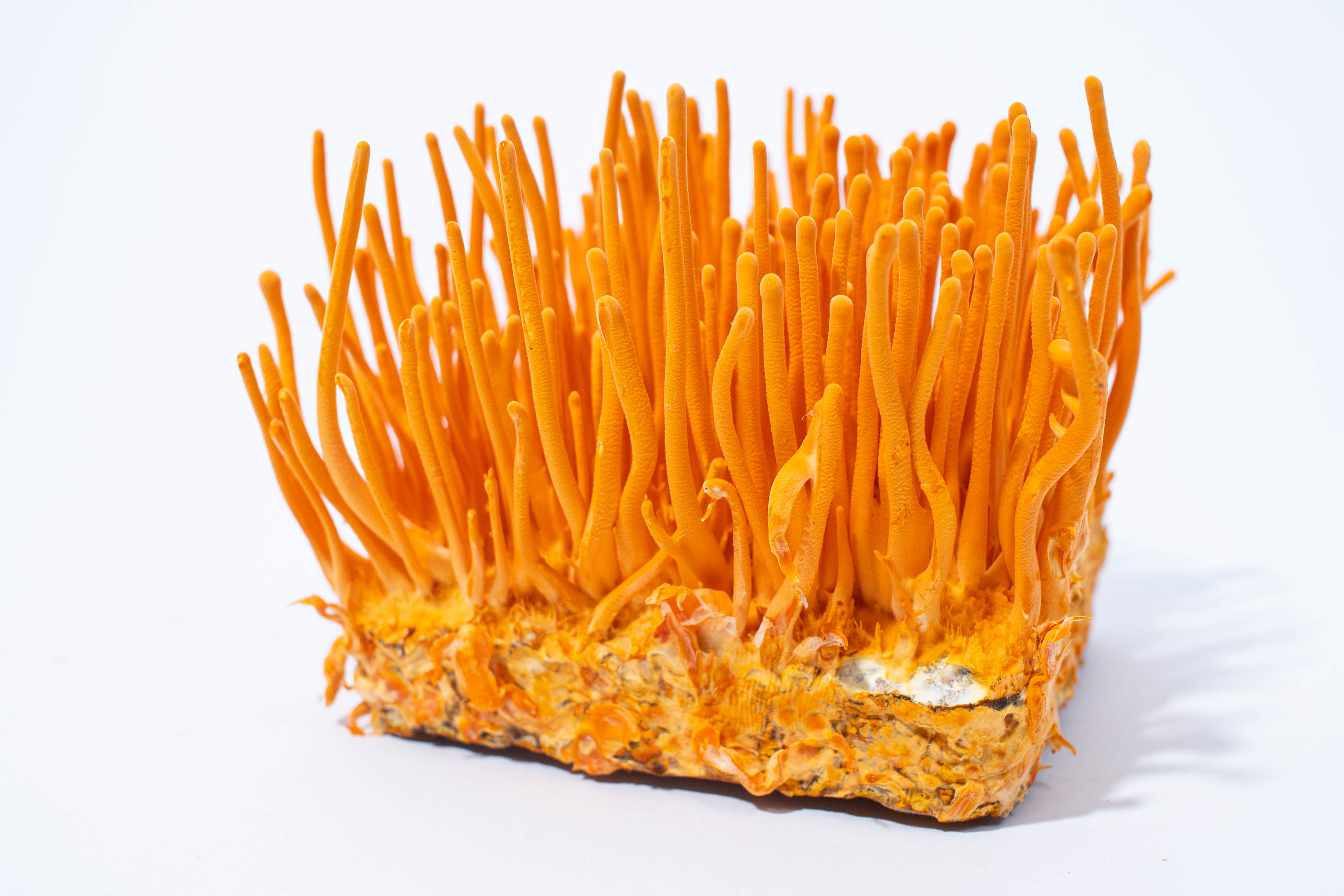 Đông Trùng Hạ Thảo Tươi Kovi Hộp 150g