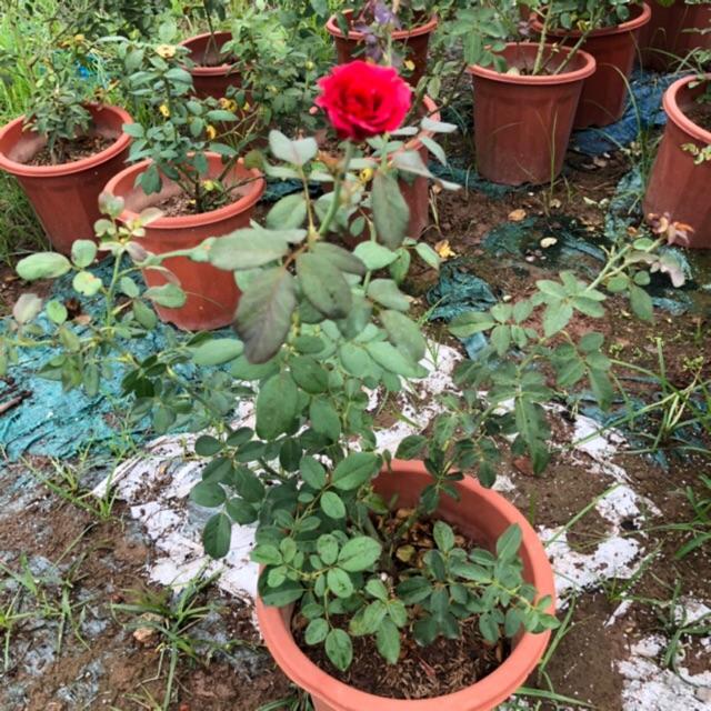 Cây hoa hồng cổ HẢI PHÒNG cao 50-60cm cầy nhiều nhánh hoa đỏ tươi cực đẹp  cực thơm thích hợp làm cây leo giàn
