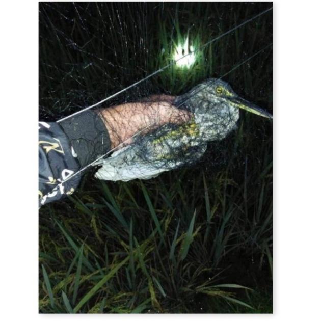 Lưỡi Bẫy Chim | lưới bẫy chim tàng hình | lưới bây chim khuyên sâu sẻ gi sáo cu gáy chích chòe chào mào vẹt....