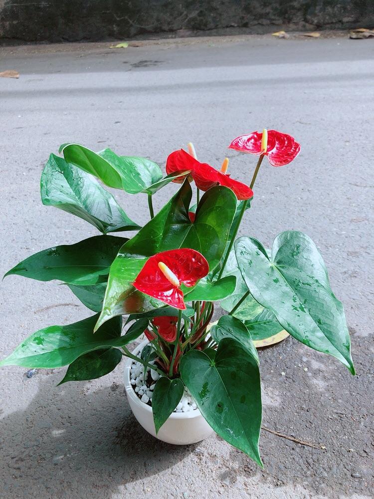 Chậu Cây Hồng Môn