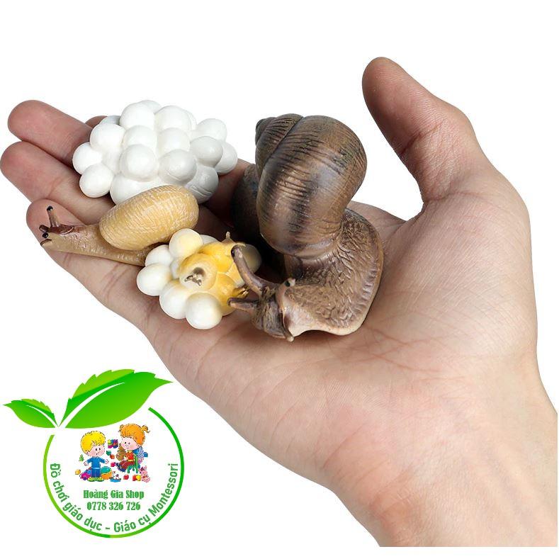 Mô hình vòng đời của ốc sên - Snail Life Cycle