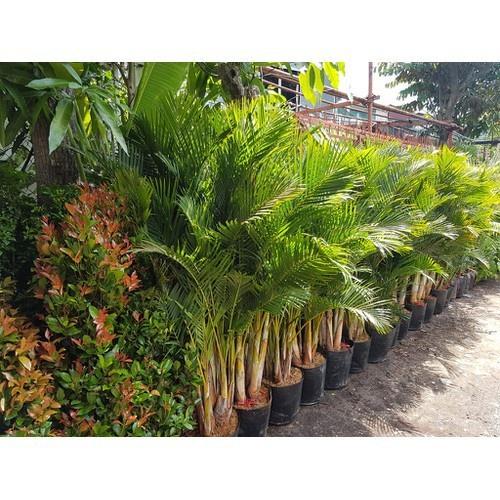 CAU LỤA VÀNG , CHẬU CÂY ĐẸP THANH LỌC KHÔNG KHÍ