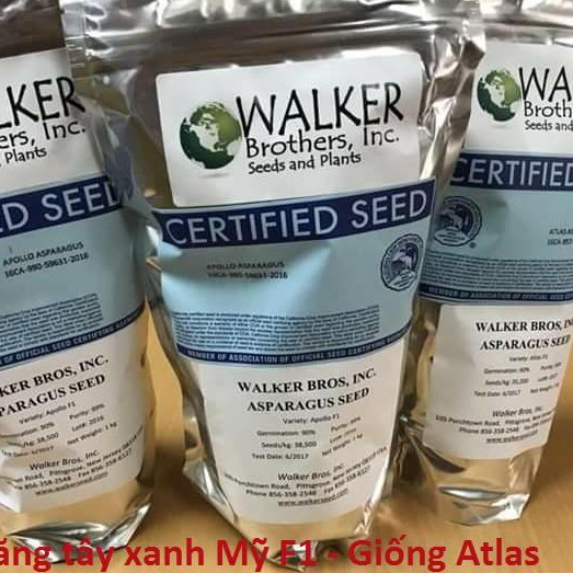 Măng Tây Xanh Mỹ F1 khoảng 40 hạt