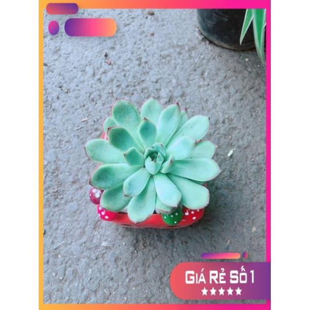 Chậu Sen Đá Viền Hồng
