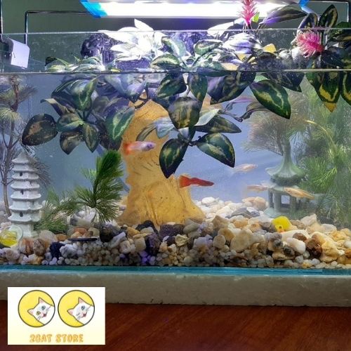 Combo Hồ cá + Lọc nước + Đèn led