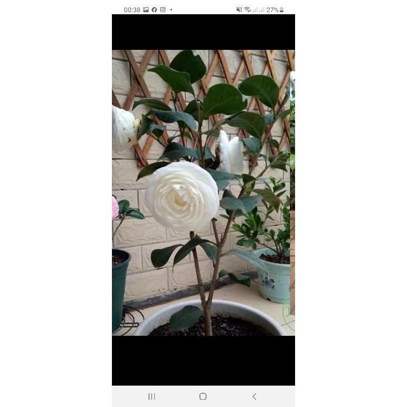 Com bo 10 cây đủ giống hoa