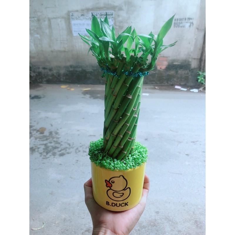 Chậu Trúc Phát Tài