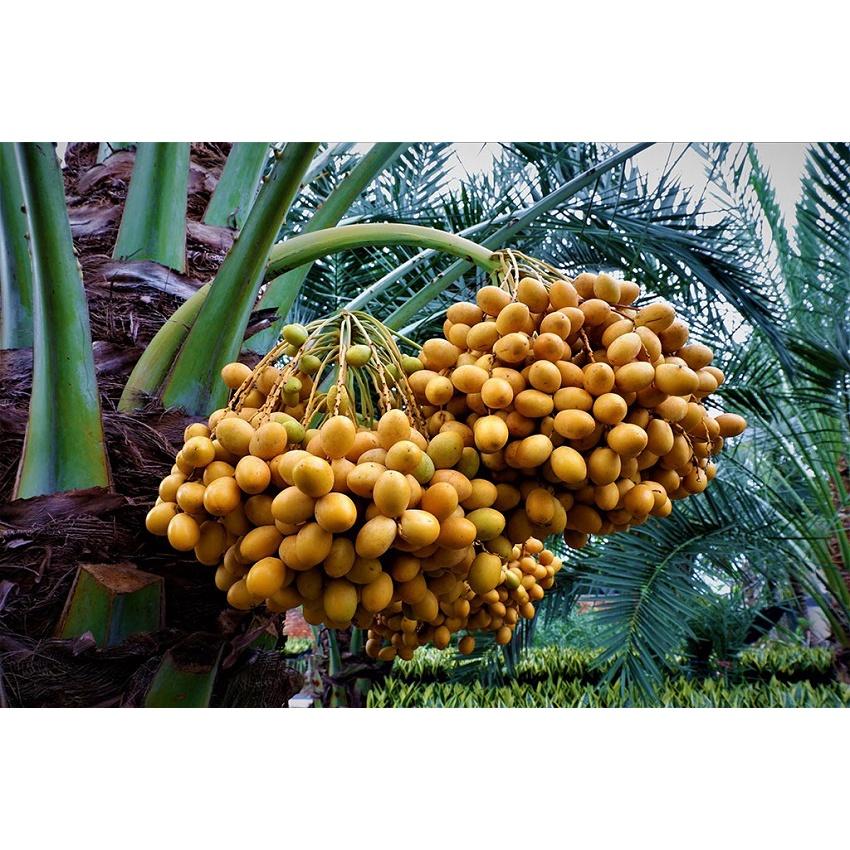 Cây giống chà là lùn trung đông - cây giống nhập khẩu israel, quả vàng