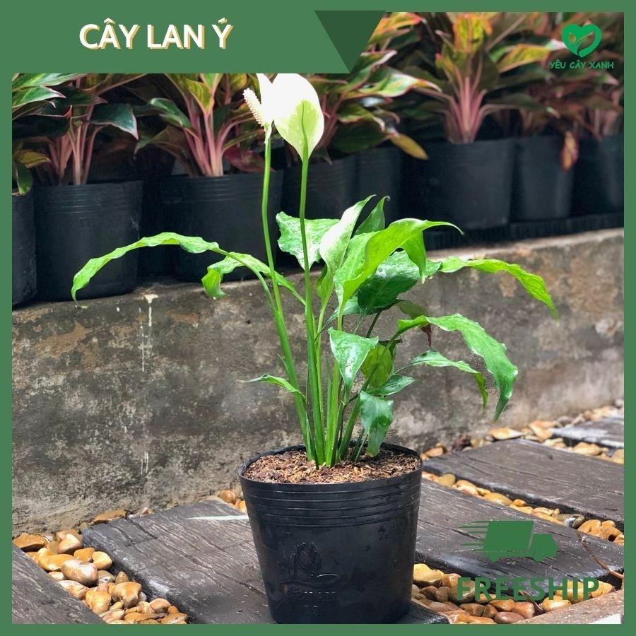Cây Lan Ý công trình, trang trí sân vườn