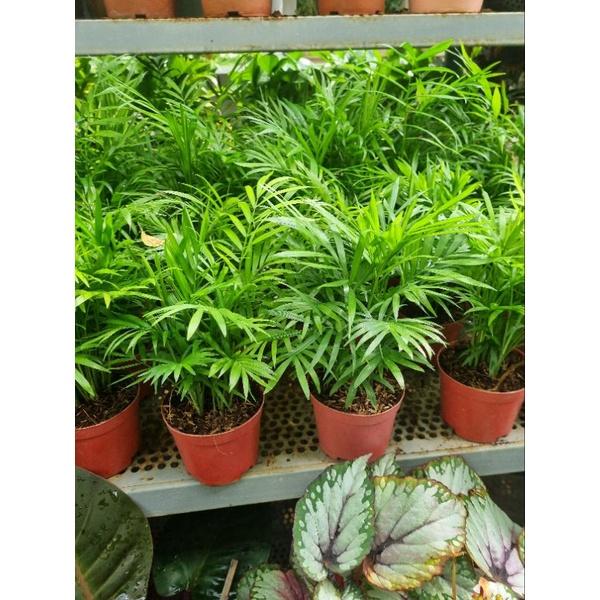 Cây cau tiểu châm - chậu nhiều thân