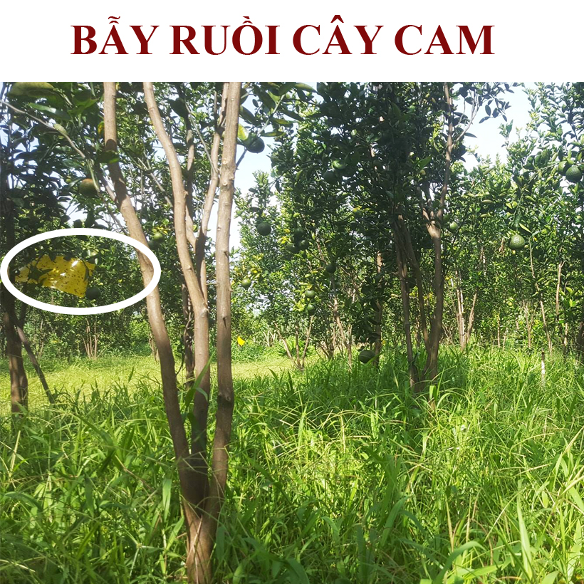 Bẫy Ruồi Nông Nghiệp gây hại Rau Hoa Củ Quả đạt hiệu quả 90% bằng Cuộn Keo Dính Vàng 2 mặt keo , thời gian hiệu lực trên 8 tháng chịu mưa nắng