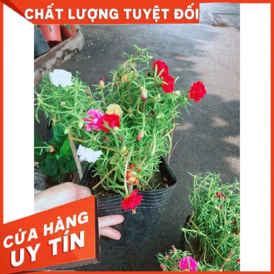 Hoa mười giờ mỹ Nhiều Người Mua