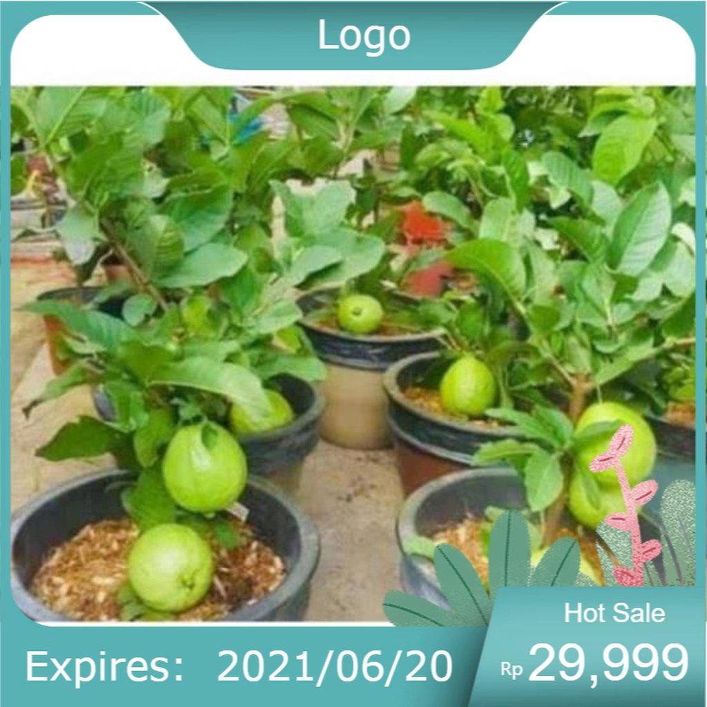 Cây Ổi Nữ Hoàng , cây đẹp, giống chuẩn