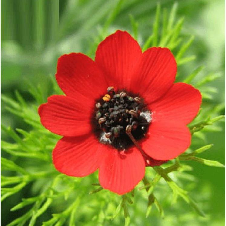 Hạt giống hoa Uyển hồng - gói 100 hạt