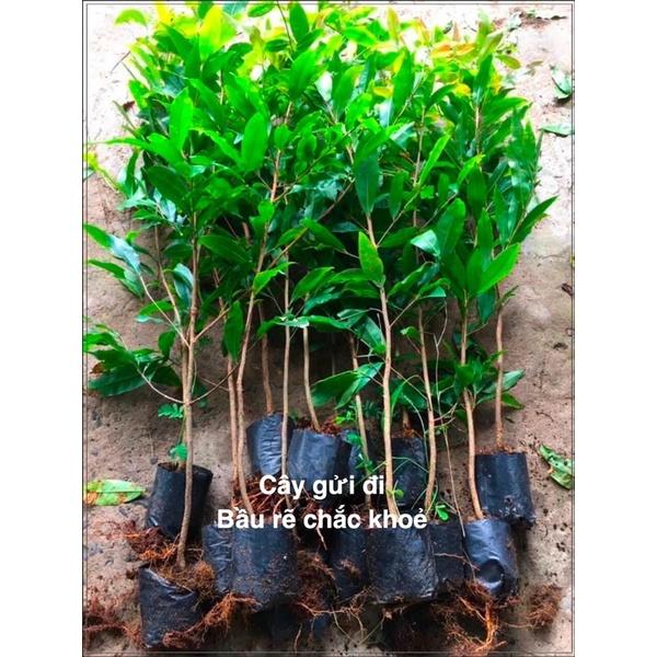 Cây giống cúc mai giống mới nhiều màu cây gửi như hình 2