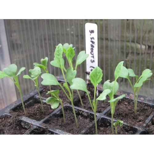 Hạt Giống Bắp Cải Baby Brussels