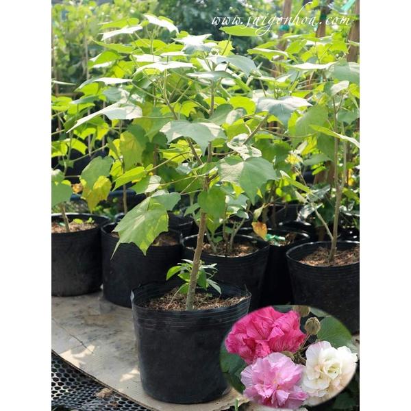 CÂY GIỐNG HOA PHÙ DUNG - chậu cây giống size to