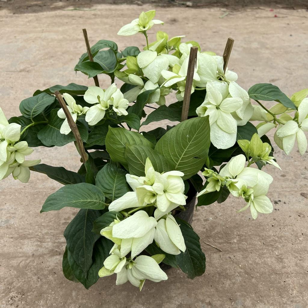 Cây hoa én bạc cao 40cm, bông nở thành chùm to rực rỡ đẹp mắt, trồng trang trí công viên sân vườn