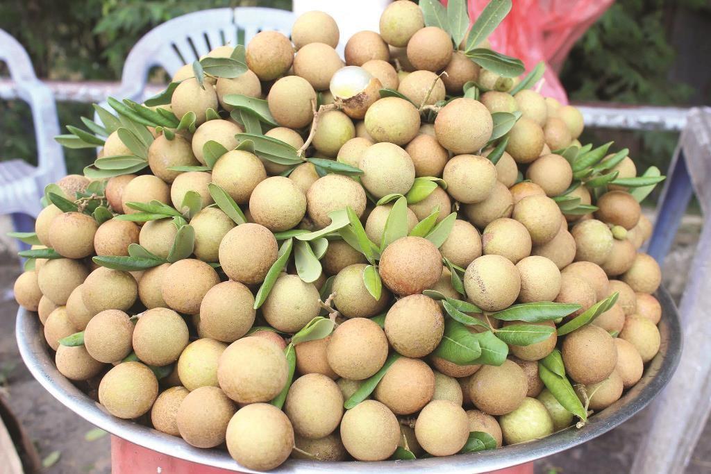 Cây giống Nhãn Xuồng Cơm Vàng giống nhãn ghép ngon nổi tiếng