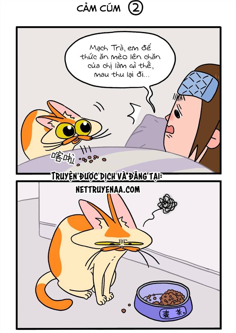 a mãn và mạch trà chapter 11 3