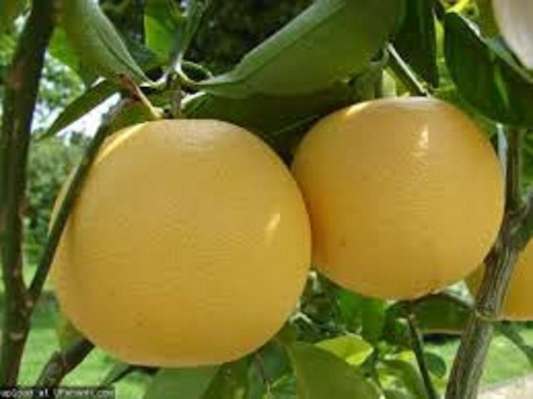 Cây bưởi đoan hùng, giống bưởi đoan hùng, đặc sản phú thọ