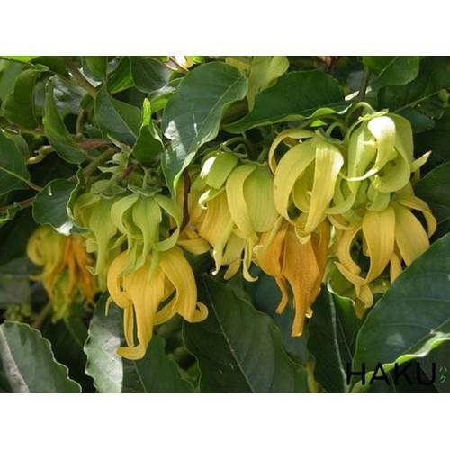 BẦU CÂY GIỐNG HOA DẺ THƠM - NBCGHDT