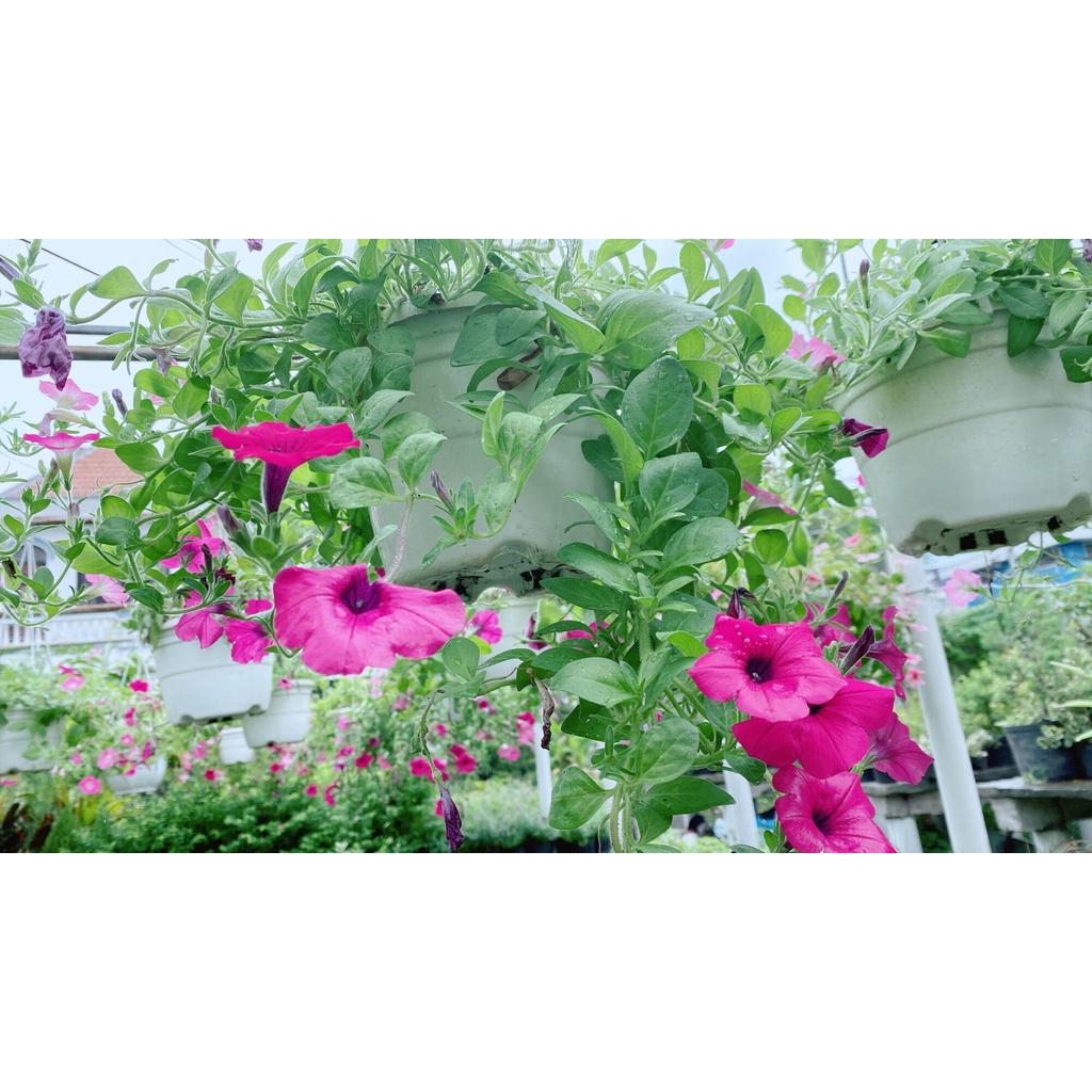 Chậu Hoa Dạ Yến Thảo