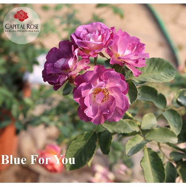 Hoa hồng ngoại Blue For You -bầu to lớn, cây trưởng thành trưởng thành