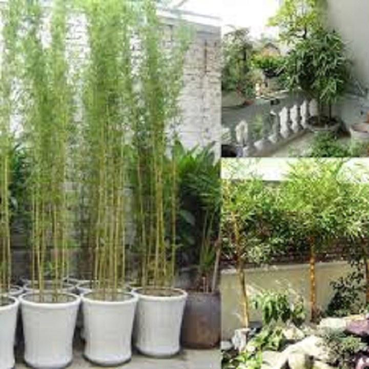 CÂY GIỐNG TRÚC QUÂN TỬ,CAO 2M