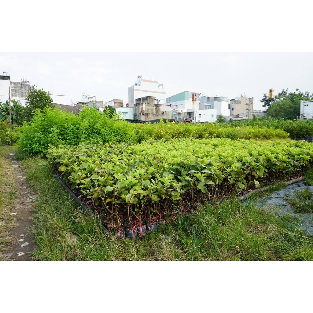 Cây giống Ổi Găng Đông Dư