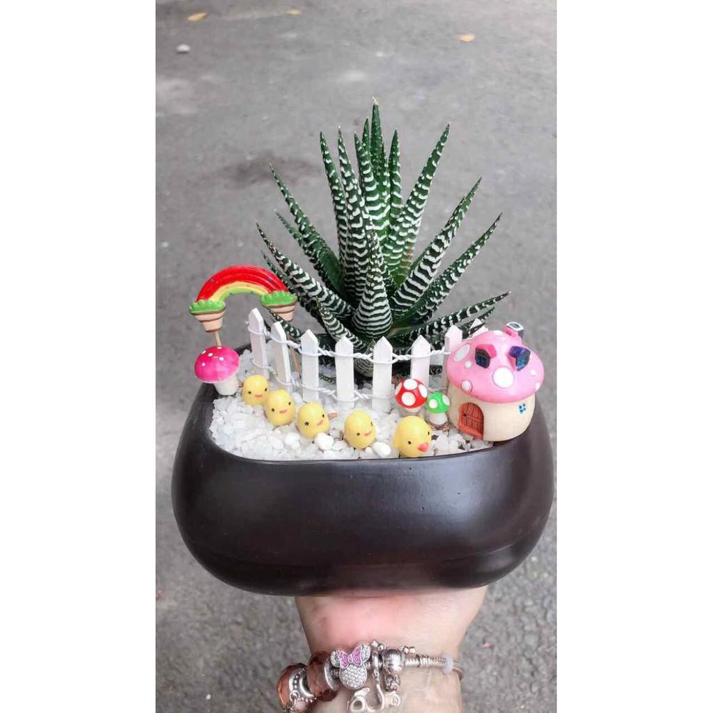 Chậu móng rồng tiểu cảnh Bán Chạy