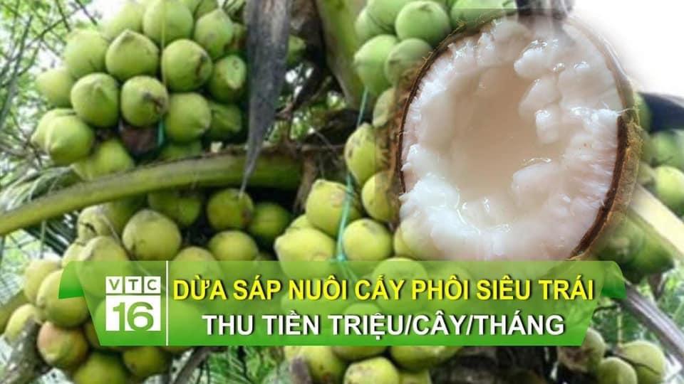 CÂY GIỐNG DỪA SÁP LÙN RẶC F1