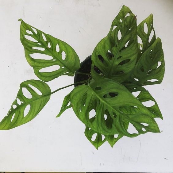 Cây Trầu Bà Lỗ Monstera Mini Để Bàn – Cây Cảnh Nội Thất Xanh Mát, Dễ Chăm, Trang Trí Nhà Cửa