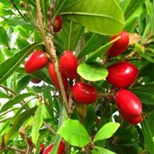Cây Thần Kỳ - Nhà vườn Xuân Khương