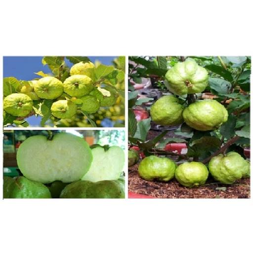 Cây giống ổi nữ hoàng thuần chủng F1