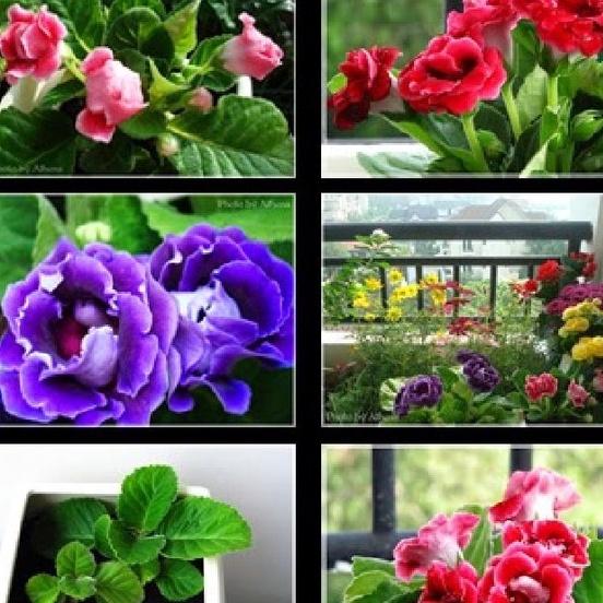 Combo 2 gói hạt giống hoa tử la lan-gói 5 hạt/tặng 3 viên nén ươm hạt