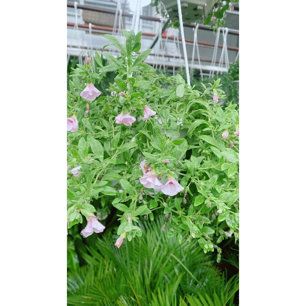 Chậu Hoa Triệu Chuông