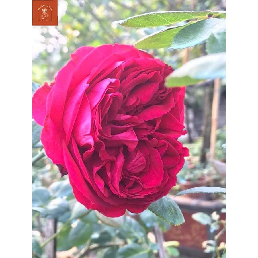 Hoa hồng ngoại Red Eden – Vườn địa đàng đỏ lộng lẫy kiêu sa