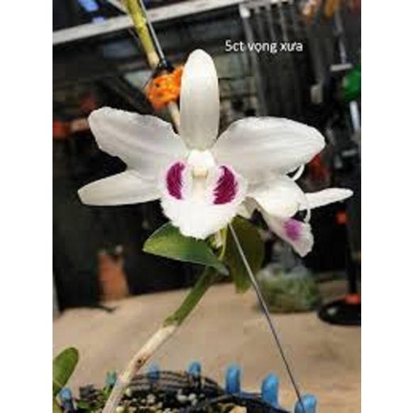 Cốc lan phi điệp đột biến 5 cánh trắng VỌNG XƯA , hoa cực đẹp, cực hiếm, hàng gieo hạt, cây y hình