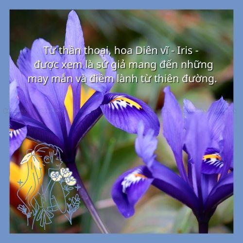 Kẹp tóc hàm cá mập hình hoa diên vĩ Wind Iris KT06 phong cách Hàn Quốc