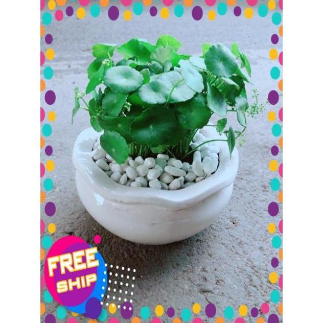 Chậu Cỏ Đồng Tiền