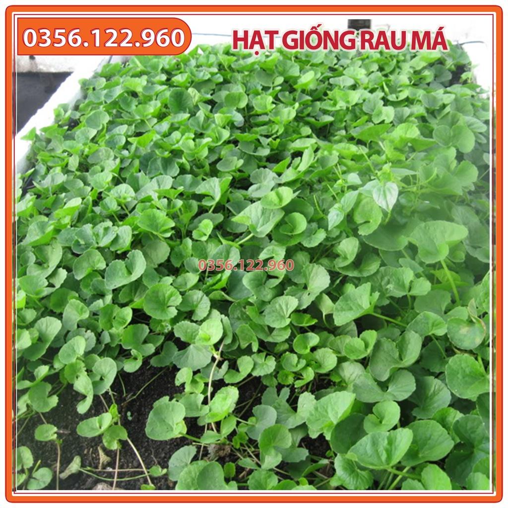 Hạt giống rau má ta lá nhỏ - Gói 0,5g