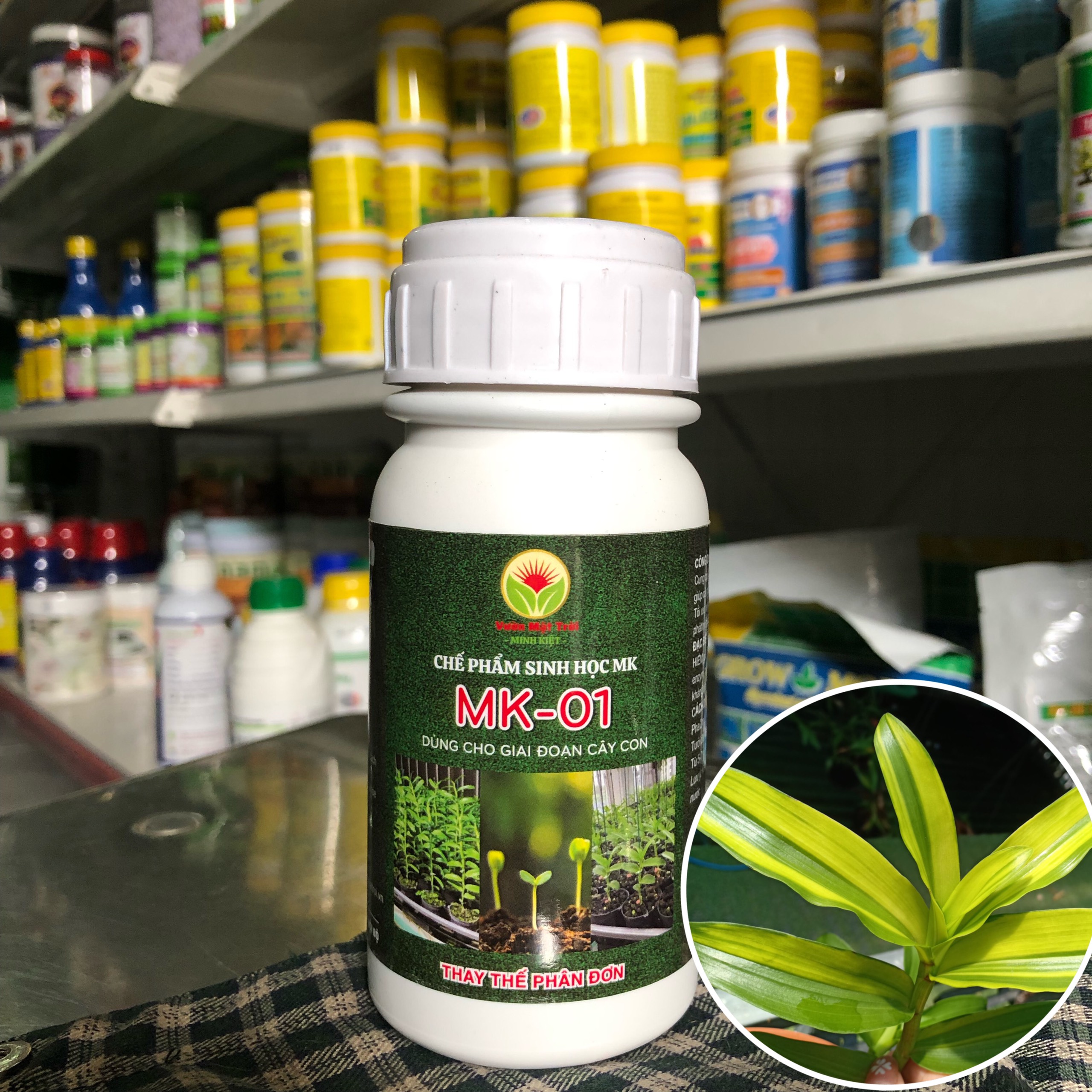 CHẾ PHẨM SINH HỌC MK-01 GIAI ĐOẠN CÂY CON, CÂY LÁ SỌC, VAR