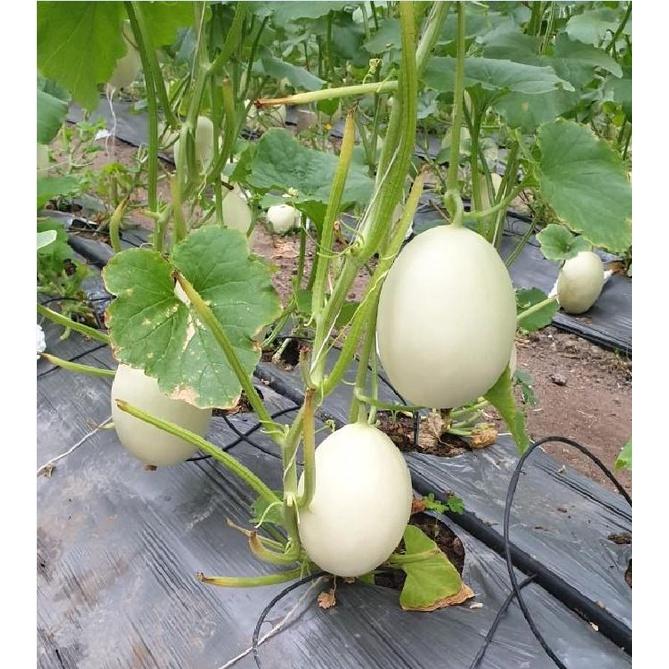 Hạt giống Dưa Lê Bạch Tuyết - 20 Hạt