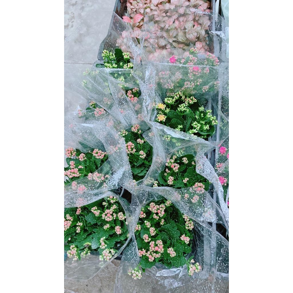 Cây Sống Đời Thái