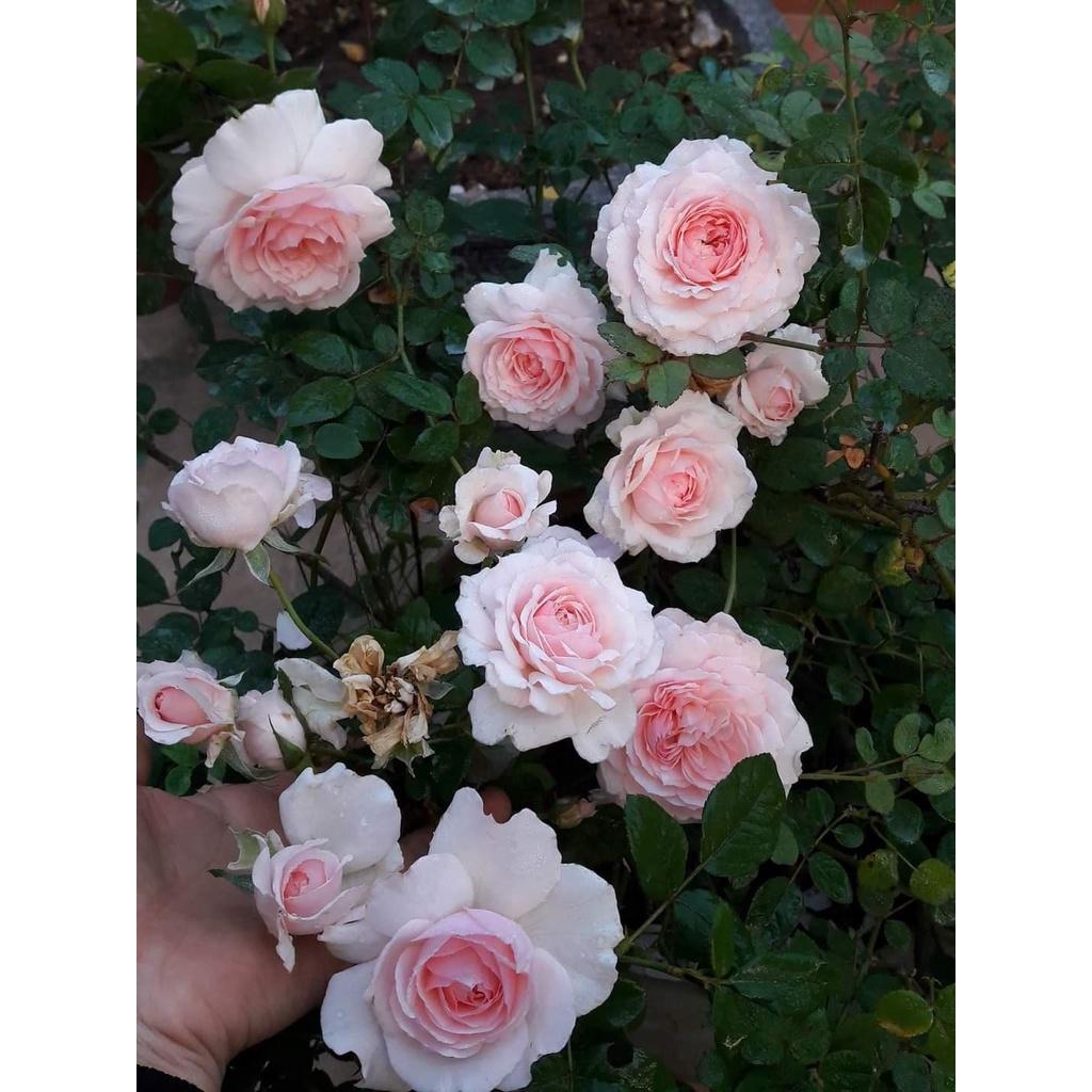 Hoa hồng ngoại Misaki siêu đẹp - chậu to , cây to già 2 năm