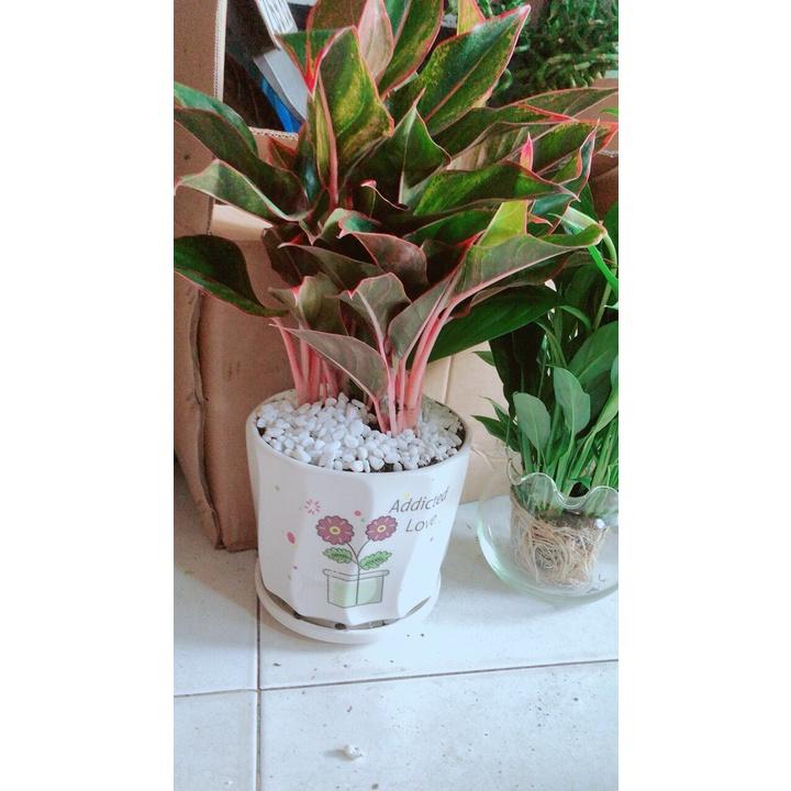Chậu Cây Phú Quý