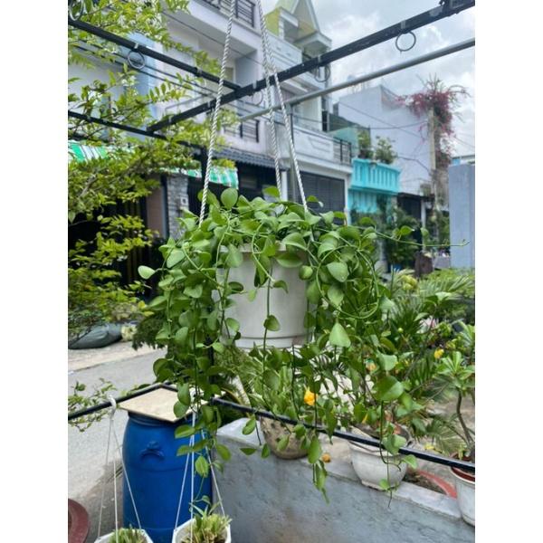 Cây Đô La Chậu Treo loại lớn