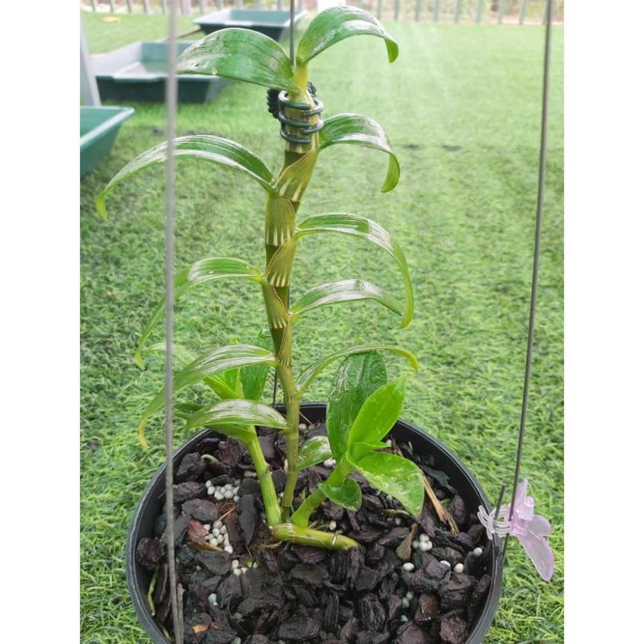 Sản Phẩm Phong lan giả hạc phi điệp